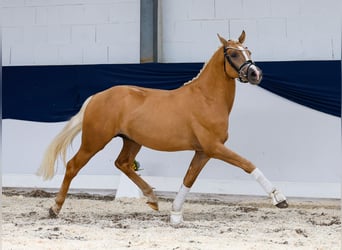 German Riding Pony, Stallion, 2 years, 14,1 hh, Palomino