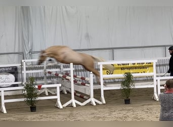 German Riding Pony, Stallion, 2 years, 14,1 hh, Palomino