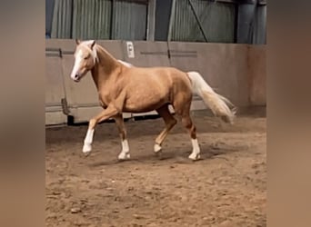 German Riding Pony, Stallion, 2 years, 14,1 hh, Palomino