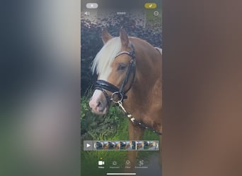 German Riding Pony, Stallion, 2 years, 14,1 hh, Palomino