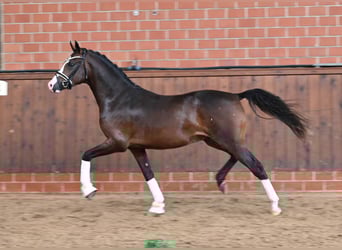 German Riding Pony, Stallion, 2 years, 14,2 hh, Bay-Dark