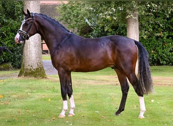 German Riding Pony, Stallion, 2 years, 14,2 hh, Bay-Dark