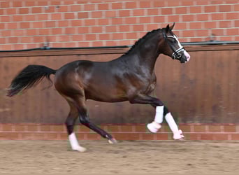 German Riding Pony, Stallion, 2 years, 14,2 hh, Bay-Dark