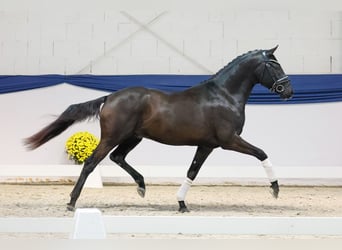 German Riding Pony, Stallion, 2 years, 14,2 hh, Black