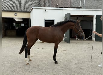 German Riding Pony, Stallion, 2 years, 14,2 hh, Brown