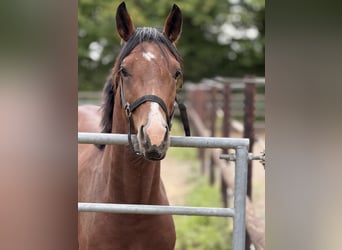 German Riding Pony, Stallion, 2 years, 14,2 hh, Brown