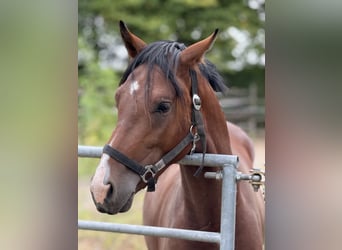 German Riding Pony, Stallion, 2 years, 14,2 hh, Brown
