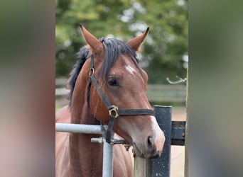 German Riding Pony, Stallion, 2 years, 14,2 hh, Brown