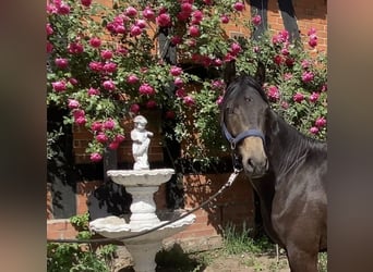German Riding Pony, Stallion, 2 years, 14,2 hh, Buckskin