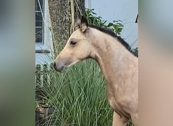 German Riding Pony, Stallion, 2 years, 14,2 hh, Buckskin