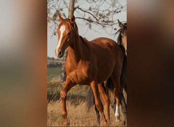 German Riding Pony, Stallion, 2 years, 14,2 hh, Chestnut-Red