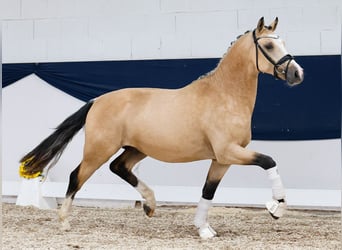 German Riding Pony, Stallion, 2 years, 14,2 hh, Dun