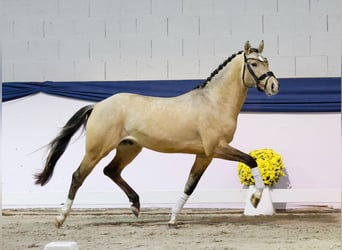 German Riding Pony, Stallion, 2 years, 14,2 hh, Dun