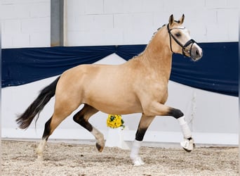 German Riding Pony, Stallion, 2 years, 14,2 hh, Dun