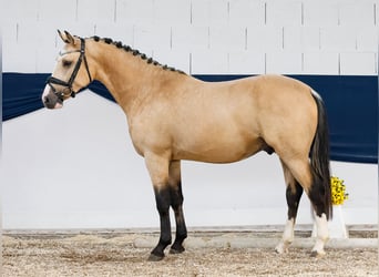 German Riding Pony, Stallion, 2 years, 14,2 hh, Dun
