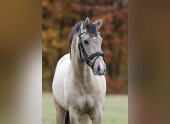 German Riding Pony, Stallion, 2 years, 14,2 hh
