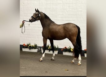 German Riding Pony, Stallion, 2 years, 14,3 hh, Buckskin