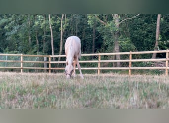 German Riding Pony, Stallion, 2 years, 15,1 hh, Palomino