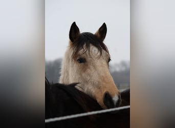 German Riding Pony, Stallion, 2 years, 15.2 hh, Dun