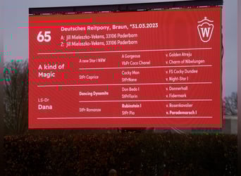 German Riding Pony Mix, Stallion, 2 years, 15 hh, Brown