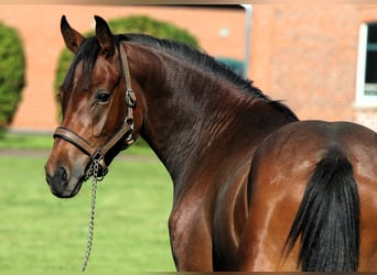 German Riding Pony, Stallion, 2 years, 15 hh, Brown