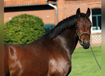 German Riding Pony, Stallion, 2 years, 15 hh, Brown