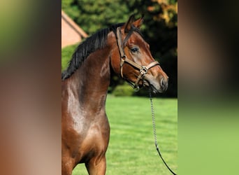German Riding Pony, Stallion, 2 years, 15 hh, Brown