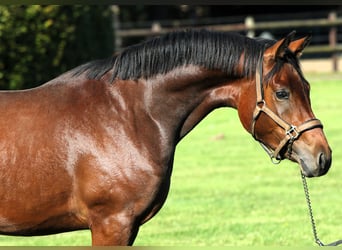 German Riding Pony, Stallion, 2 years, 15 hh, Brown