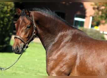 German Riding Pony, Stallion, 2 years, 15 hh, Brown