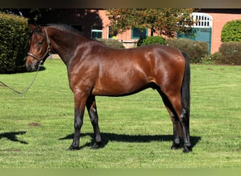 German Riding Pony, Stallion, 2 years, 15 hh, Brown