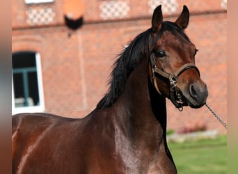 German Riding Pony, Stallion, 2 years, 15 hh, Brown