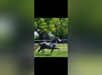 German Riding Pony, Stallion, 2 years, 15 hh, Grey