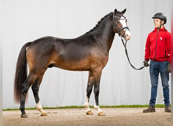 German Riding Pony, Stallion, 2 years, Bay-Dark