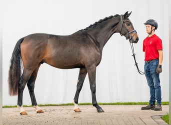 German Riding Pony, Stallion, 2 years, Bay-Dark
