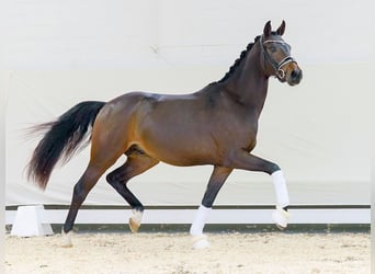 German Riding Pony, Stallion, 2 years, Bay-Dark