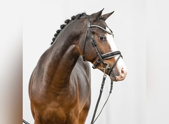 German Riding Pony, Stallion, 2 years, Bay-Dark