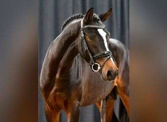 Deutsches Reitpony, Hengst, 2 Jahre, Dunkelbrauner