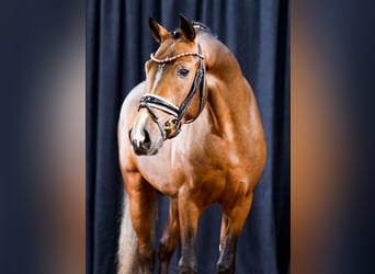 German Riding Pony, Stallion, 2 years, Brown