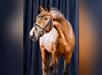 German Riding Pony, Stallion, 2 years, Brown