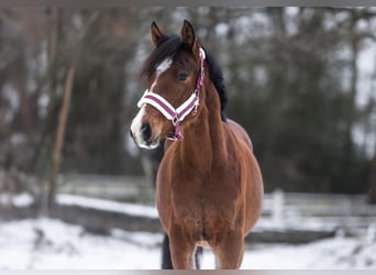 German Riding Pony, Stallion, 2 years, Brown