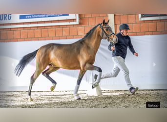 German Riding Pony, Stallion, 2 years, Brown