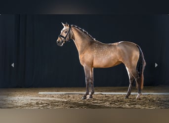 German Riding Pony, Stallion, 2 years, Buckskin