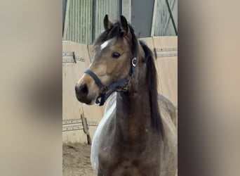 German Riding Pony, Stallion, 2 years, Buckskin