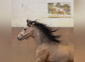 German Riding Pony, Stallion, 2 years, Buckskin