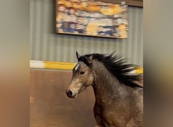 German Riding Pony, Stallion, 2 years, Buckskin