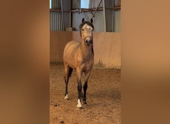German Riding Pony, Stallion, 2 years, Buckskin