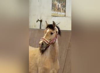 German Riding Pony, Stallion, 2 years, Buckskin