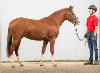 German Riding Pony, Stallion, 2 years, Chestnut
