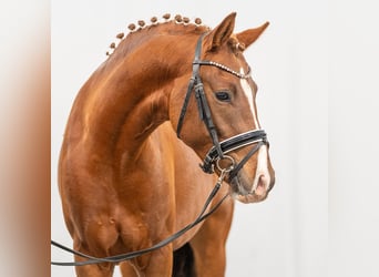 German Riding Pony, Stallion, 2 years, Chestnut