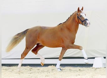 German Riding Pony, Stallion, 2 years, Chestnut